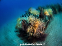 Spinning shot on Tubeworms' forest. Nikon Coolpix P7000 w... by Francesco Pacienza 